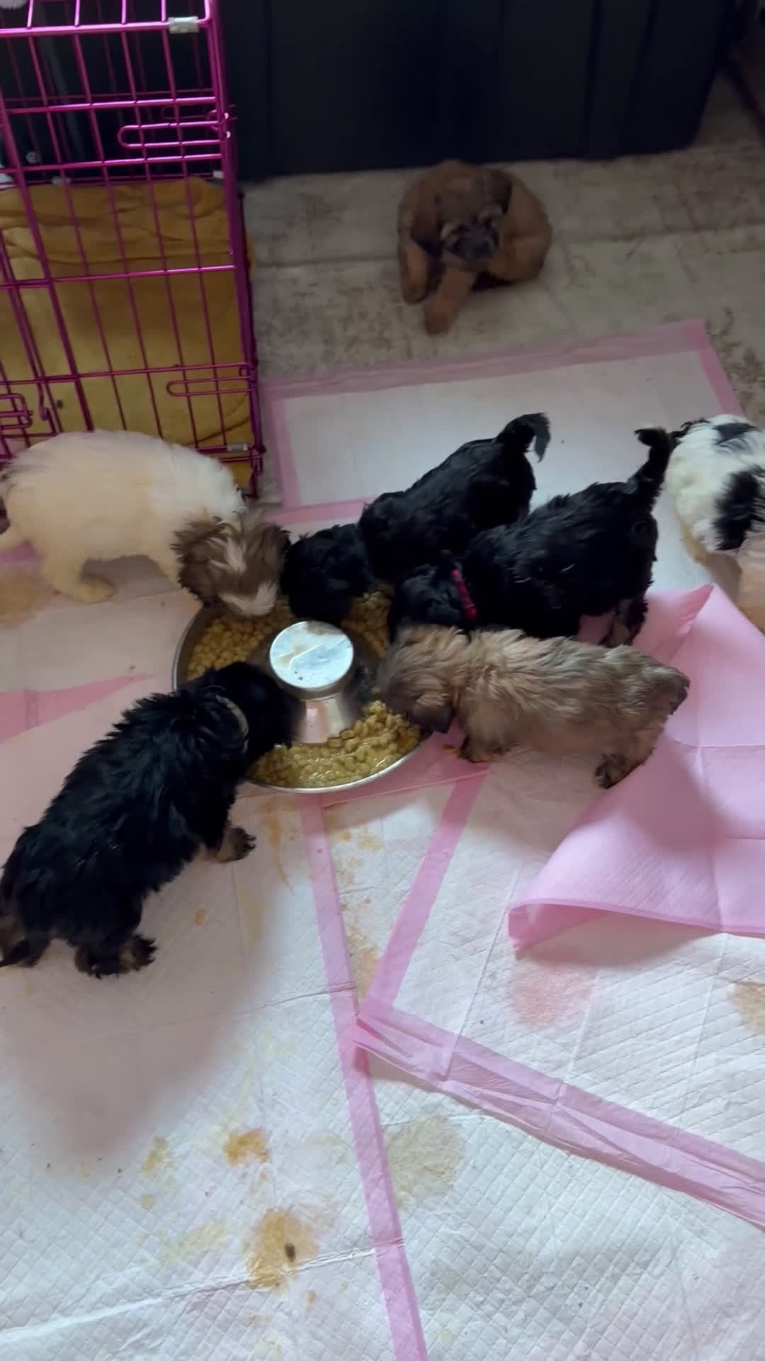 Mixed Breed dogs for sale: Mixed Breed Puppy 1 - Video 4