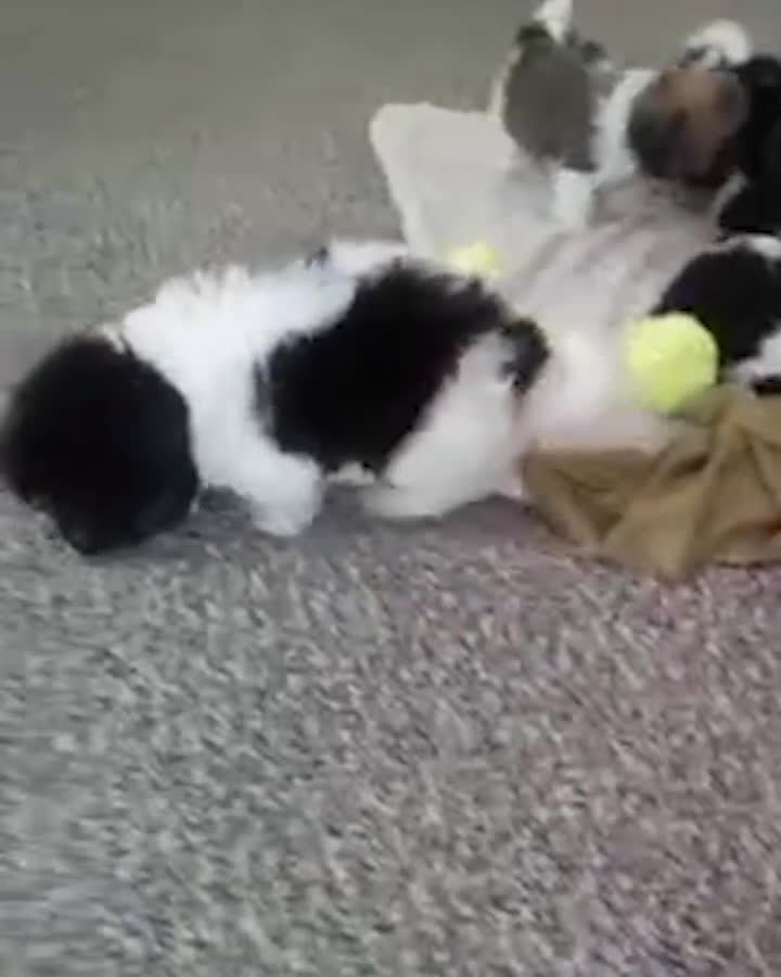 Havanese dogs for sale: Kipper - Video 1