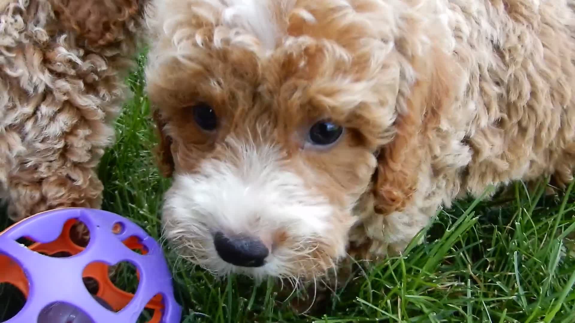 Mini Goldendoodle dogs for sale: Leo - Video 1