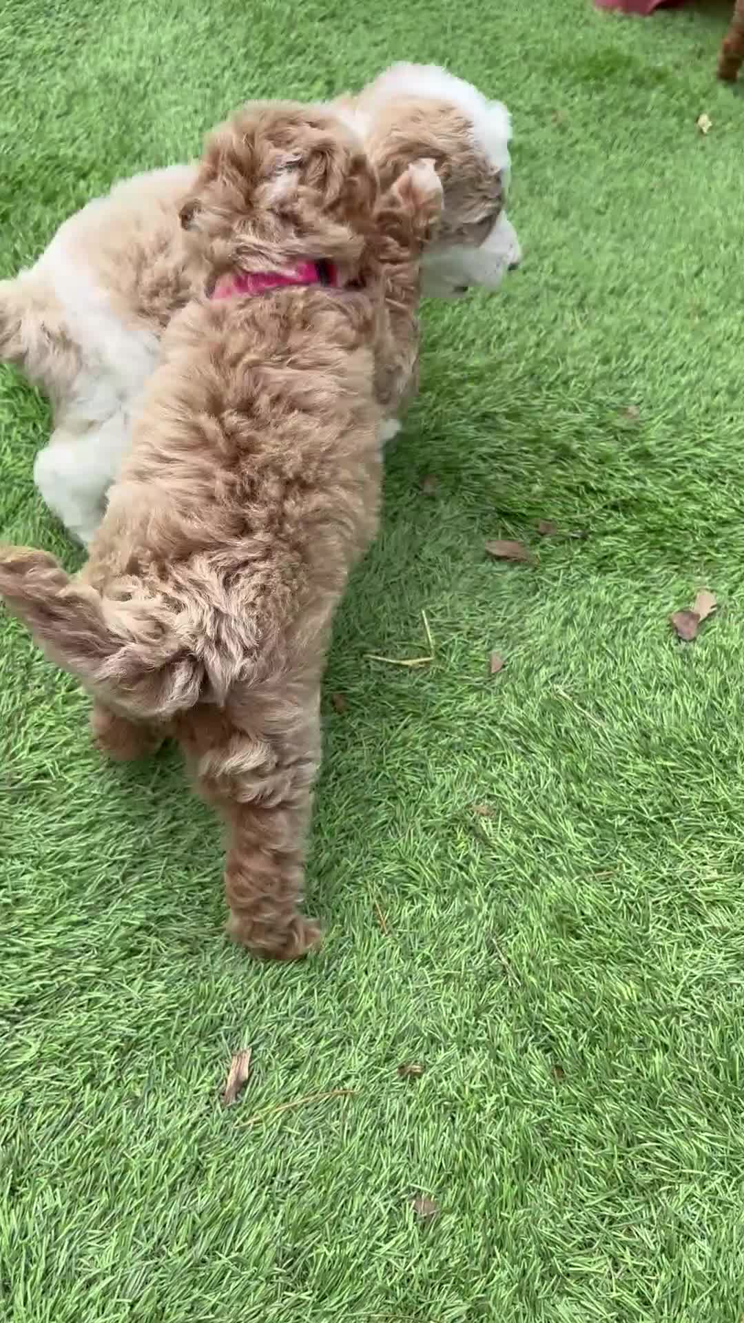 Miniature Poodle dogs for sale: Pink collar “posey” - Video 1