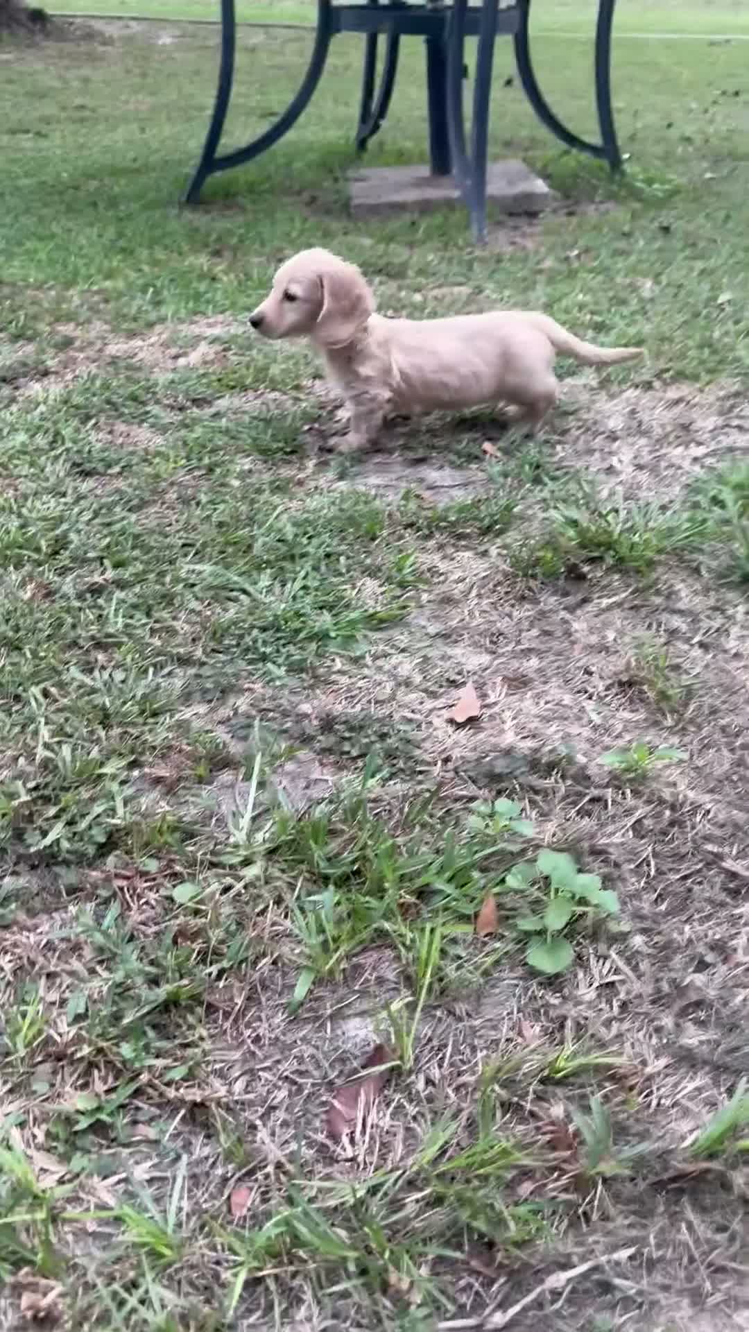 Miniature Dachshund dogs for sale: Miniature Dachshund 2 - Video 1
