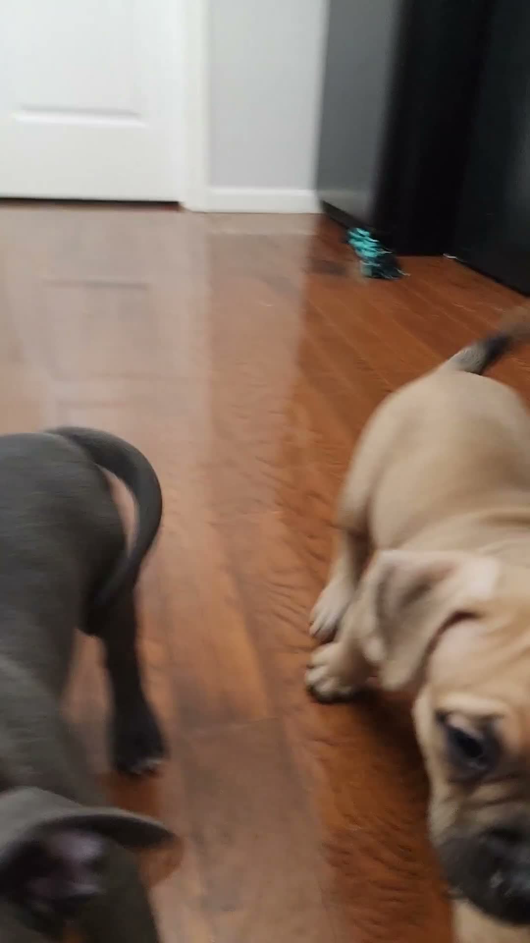 American Bully dogs for sale: Blue w/ white chest patch & champagne markings - Video 1