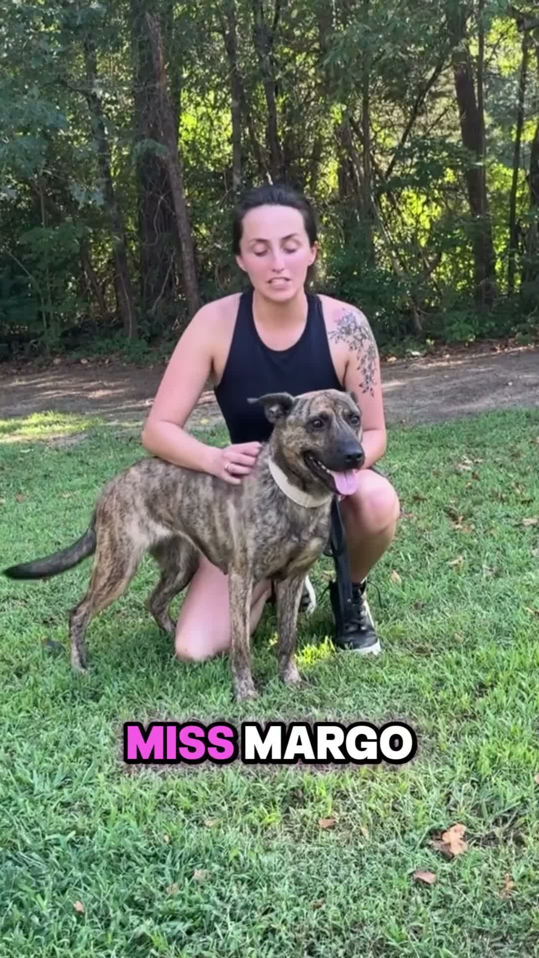 Mixed Breed dogs for sale: Margo - Video 1