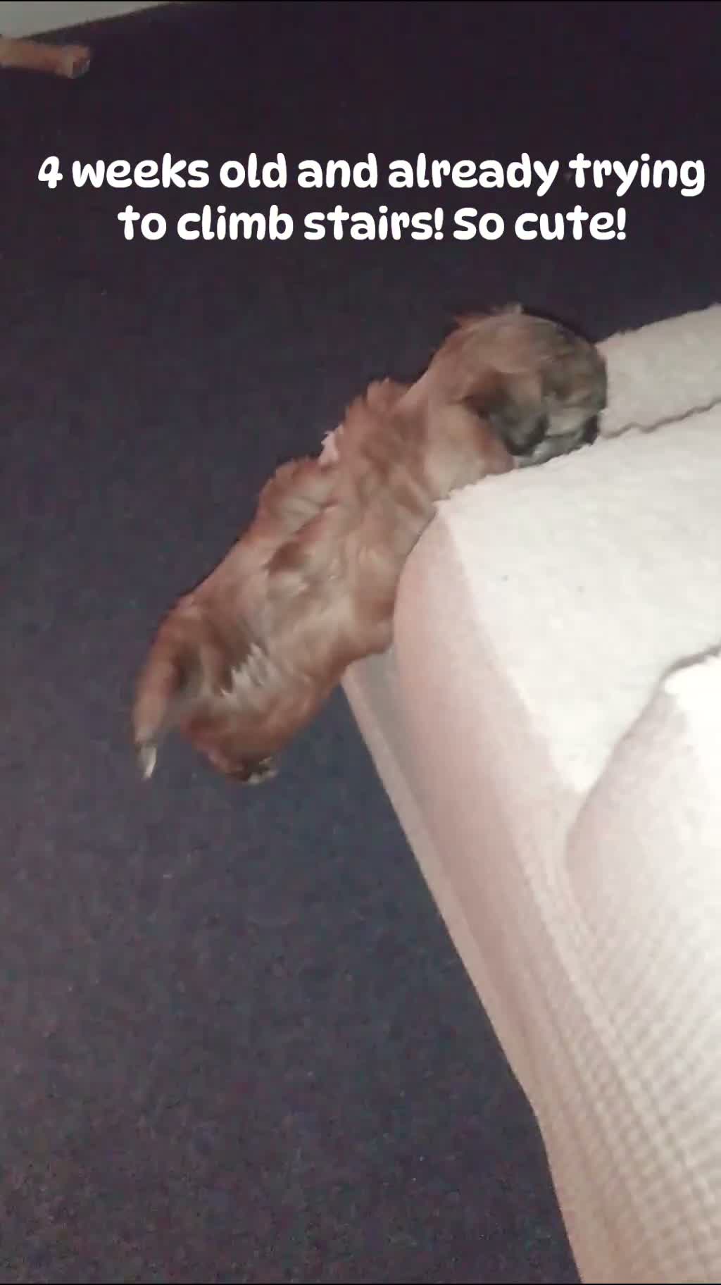 Shihpoo dogs for sale: Shihpoo 2 - Video 2