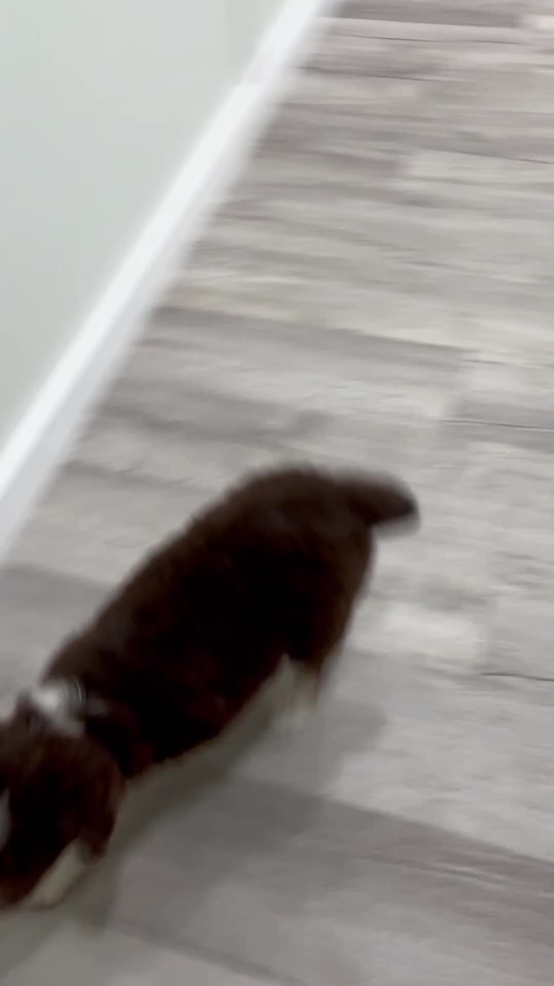 Australian Shepherd dogs for sale: Lady - Video 1