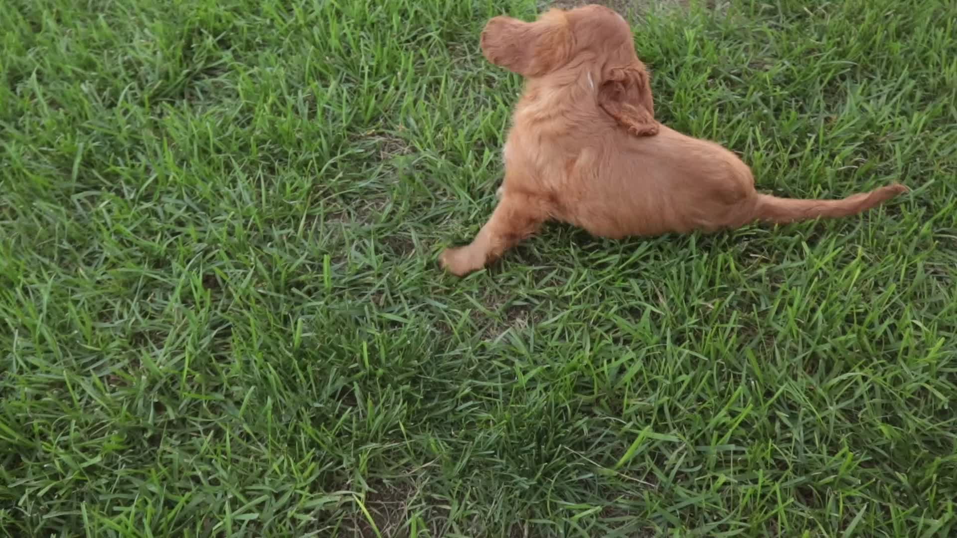 Cavalier King Charles Spaniel dogs for sale: Sunny Cavalier King Charles Spaniel  - Video 1