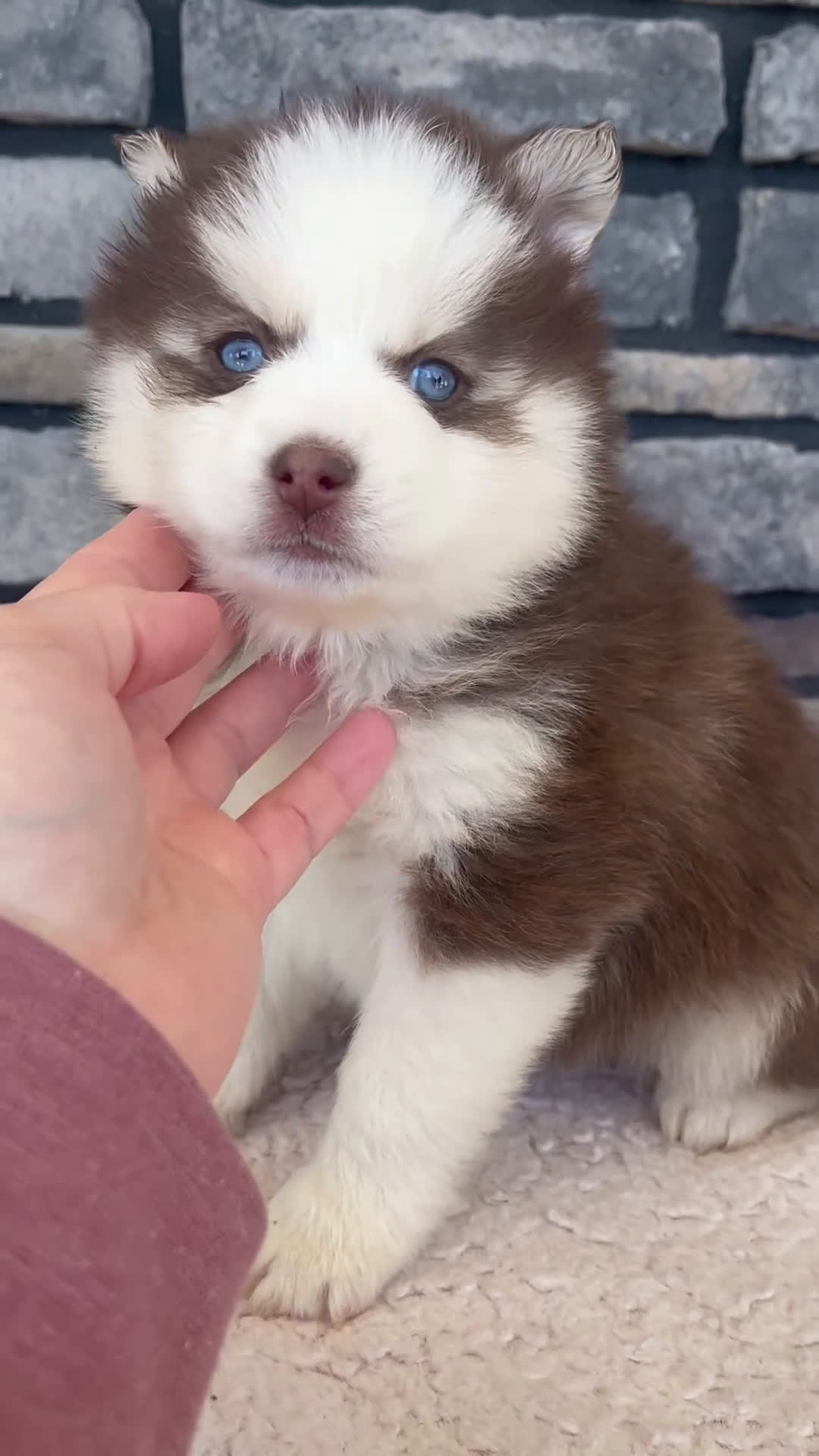 Pomsky dogs for sale: Ruby - Video 1