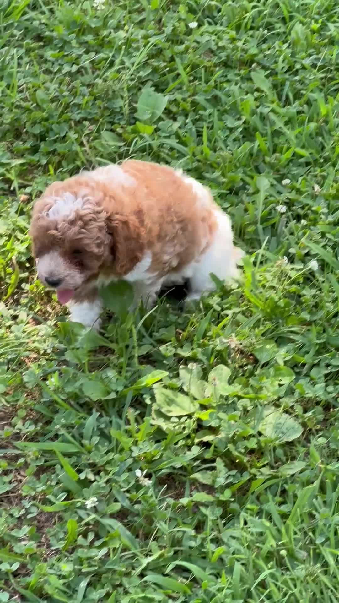 Miniature Poodle dogs for sale: Teddy - Video 1