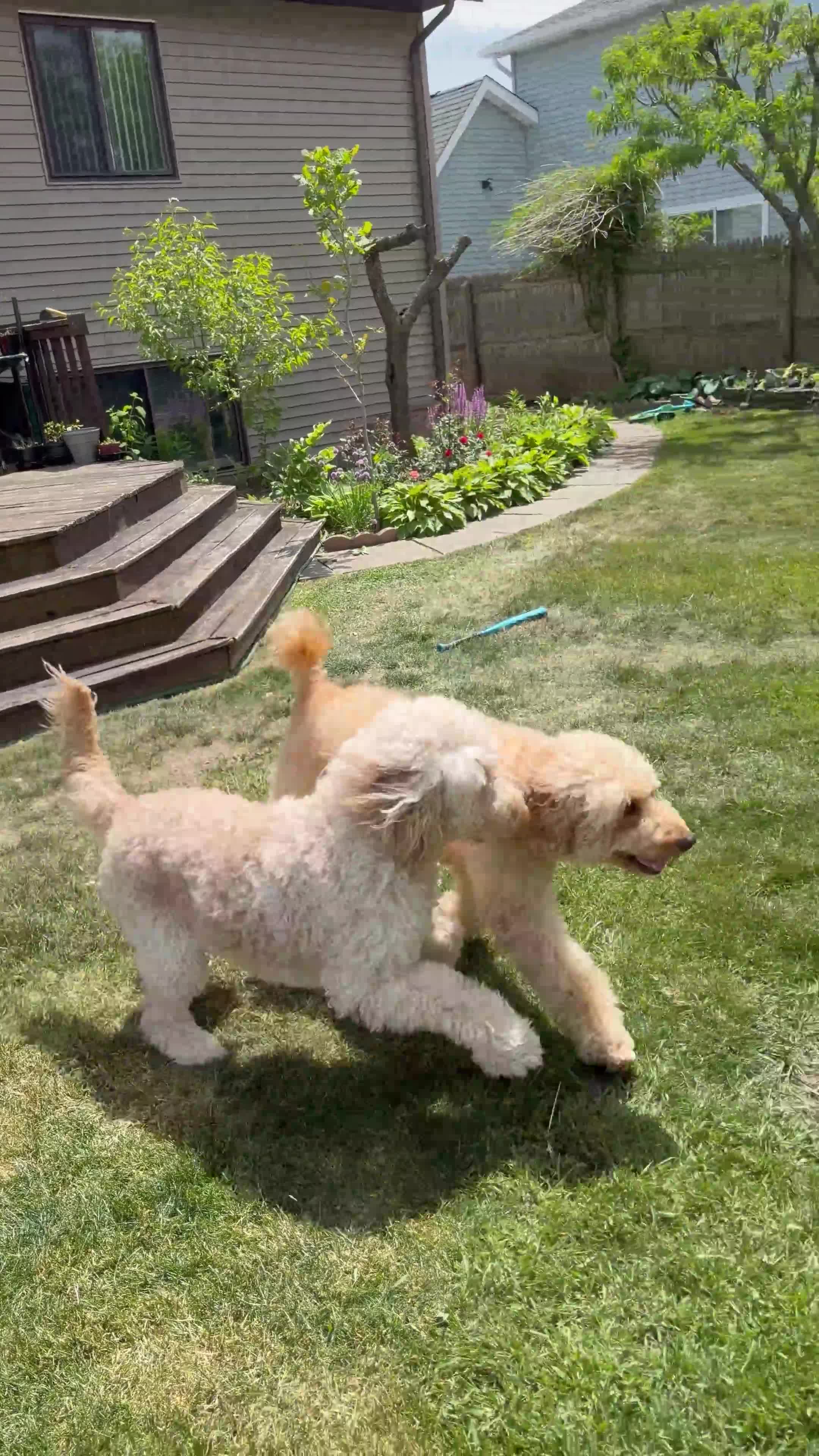 Goldendoodle dogs for sale: Goldendoodle 3 - Video 1