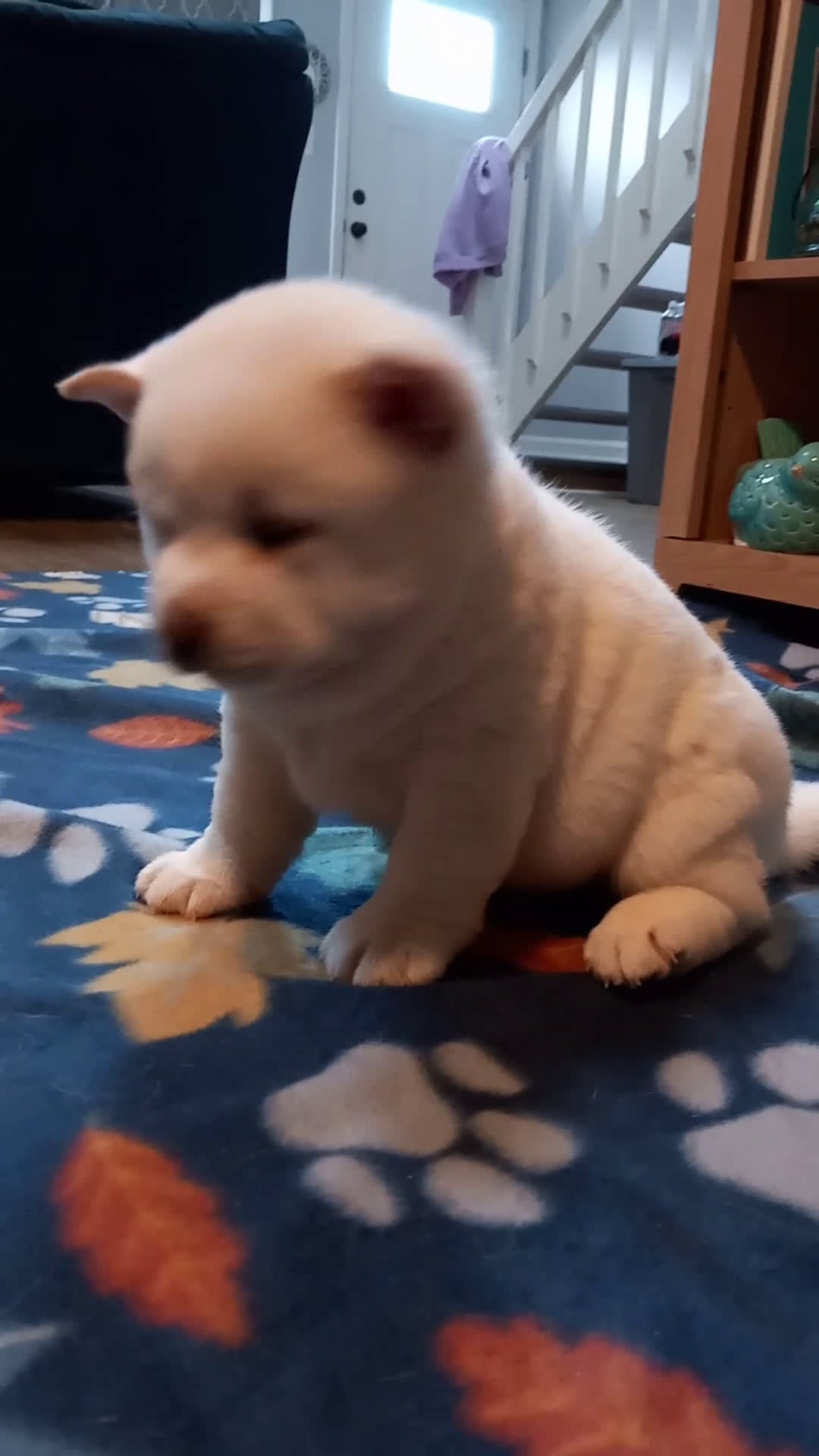 Shiba Inu dogs for sale: Luna Shiba Inu - Video 1