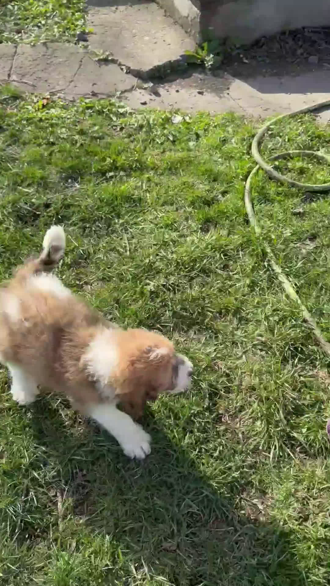 Saint Berdoodles dogs for sale: Candy - Standard F1b - Video 1