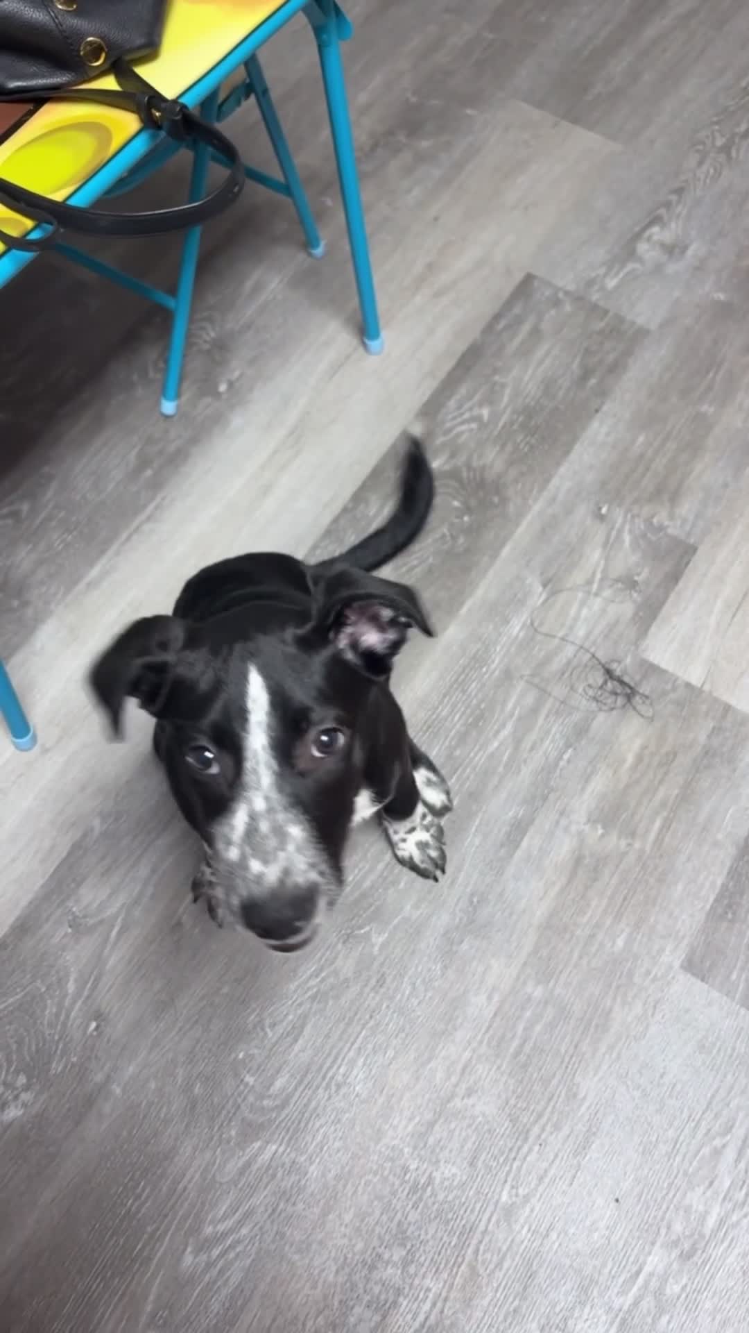 Mixed Breed dogs for sale: Mixed Breed 1 - Video 1