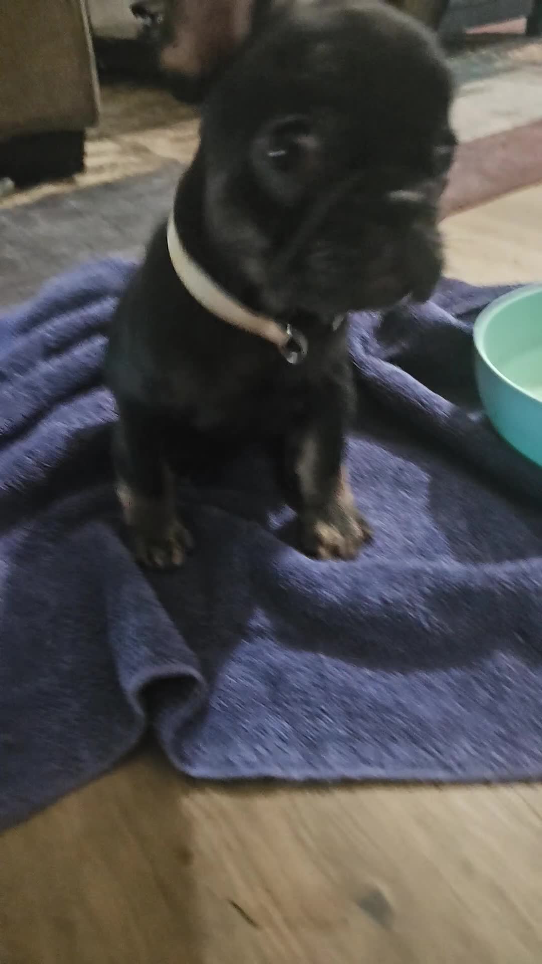 French Bulldog dogs for sale: French Bulldog Puppy 1 - Video 1
