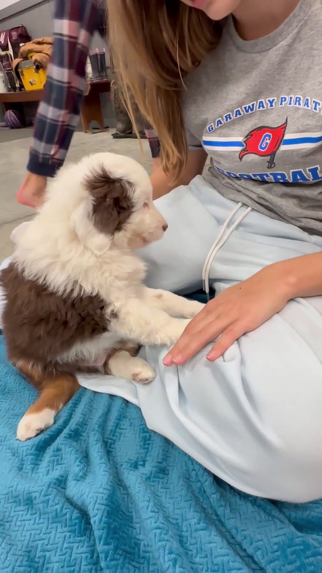 Aussiedoodle dogs for sale: Bear - Video 1