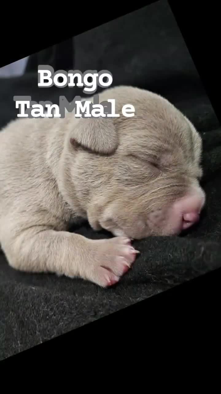 American Bully dogs for sale: American Bully - Bongo  - Video 1