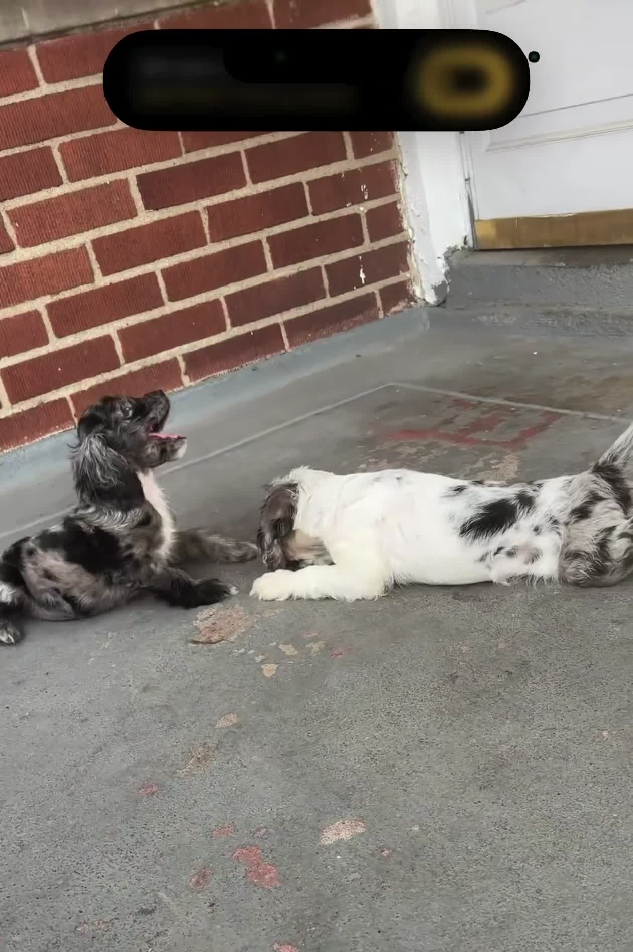 Cocker Spaniel dogs for sale: Cocker Spaniel 1 - Video 1
