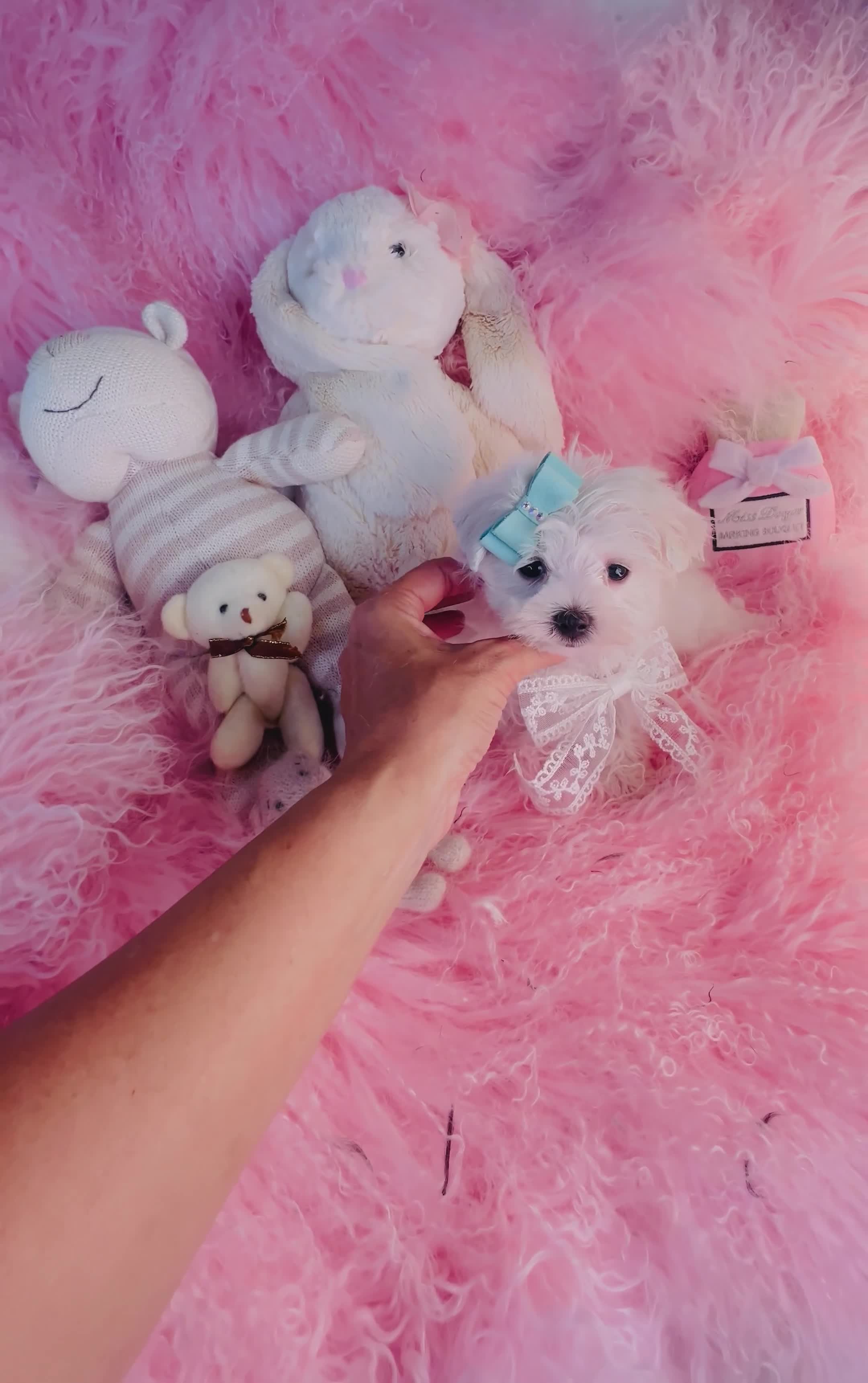 Maltese dogs for sale: Teacup Maltese 1 - Video 1
