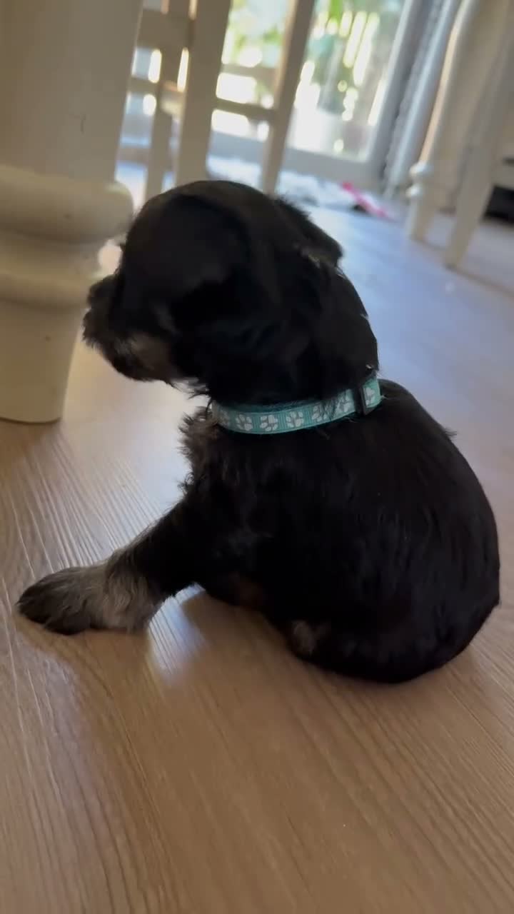 Miniature Schnauzer dogs for sale: Miniature Schnauzer 2 - Video 1