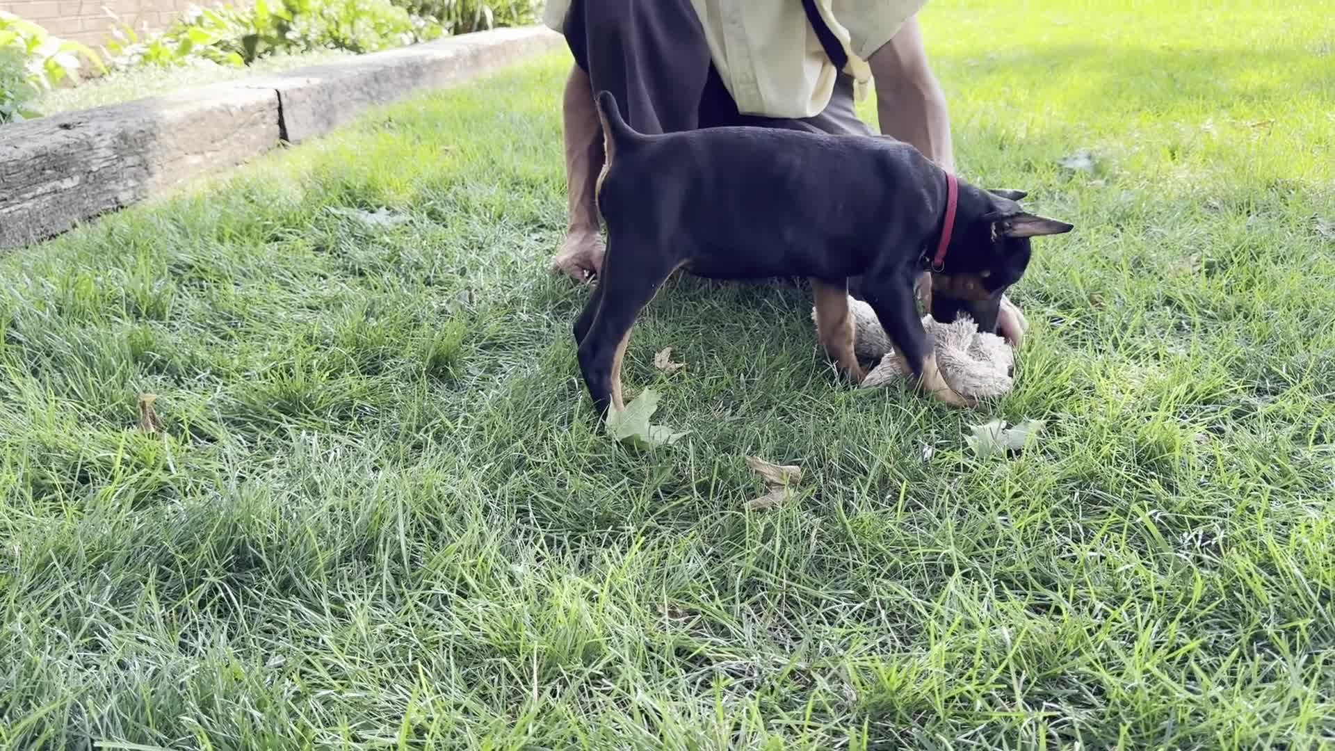 Doberman Pinscher dogs for sale: Angel  - Video 1
