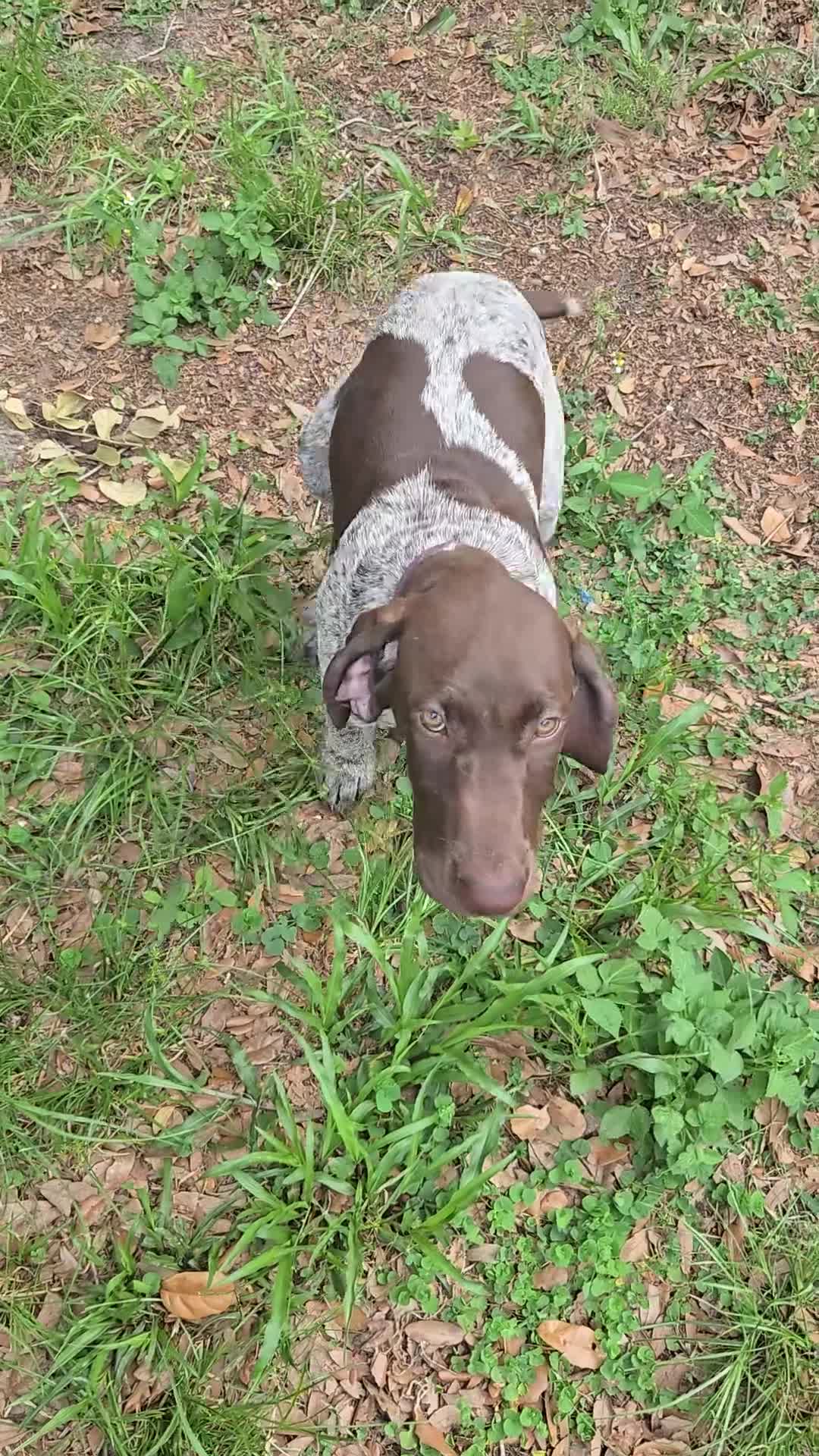German Shorthaired Pointer dogs for sale: German Shorthaired Pointer 2 - Video 1