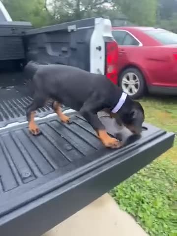 Doberman Pinscher dogs for sale: Kyoshi - Video 1