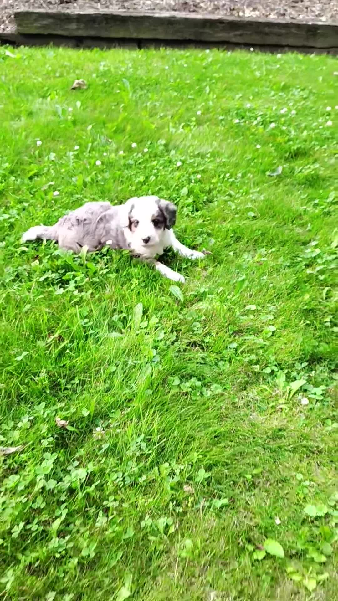 Mini Bernedoodle dogs for sale: Biscuit - Video 1