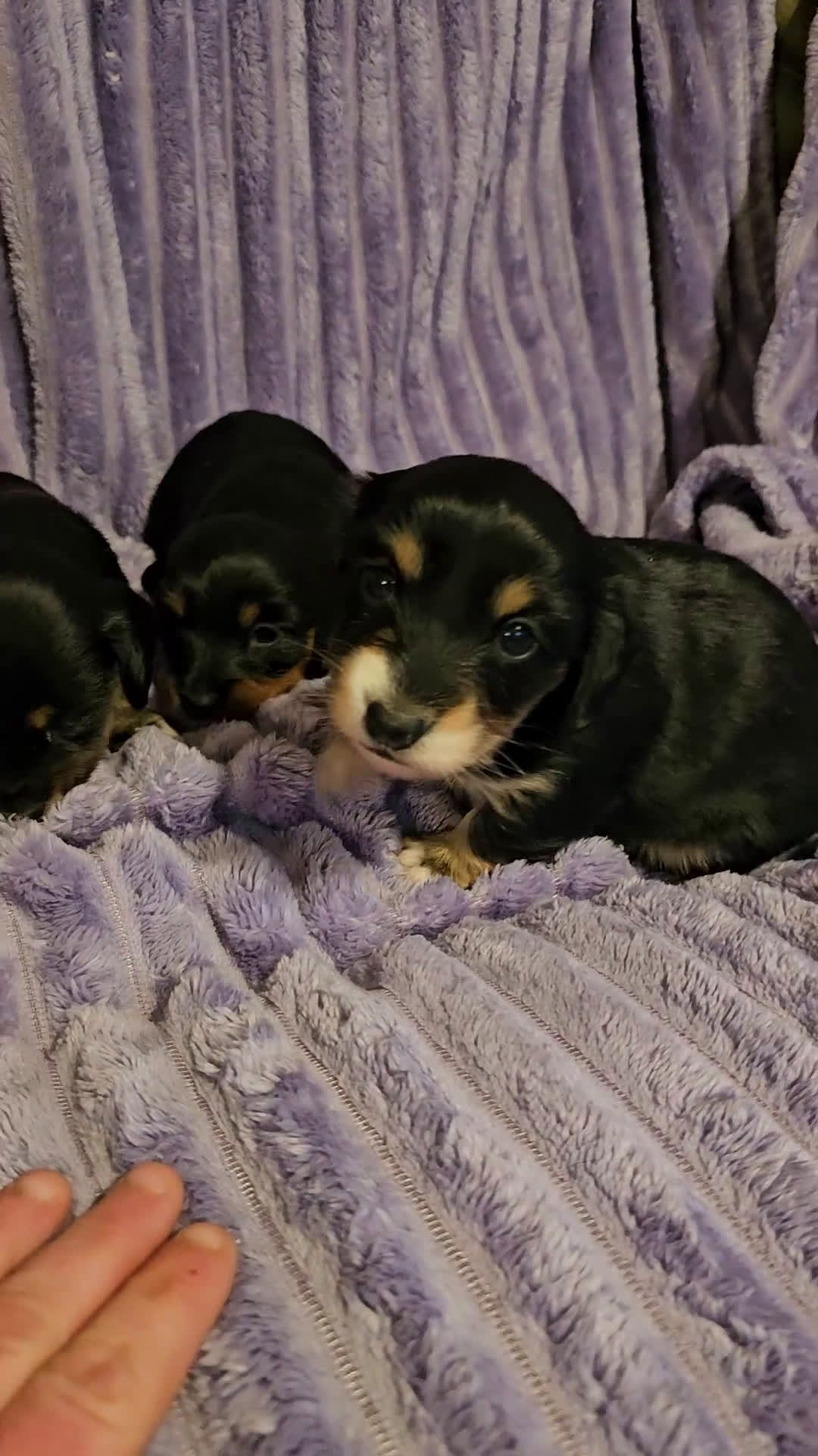 Miniature Dachshund dogs for sale: Nala - Video 1