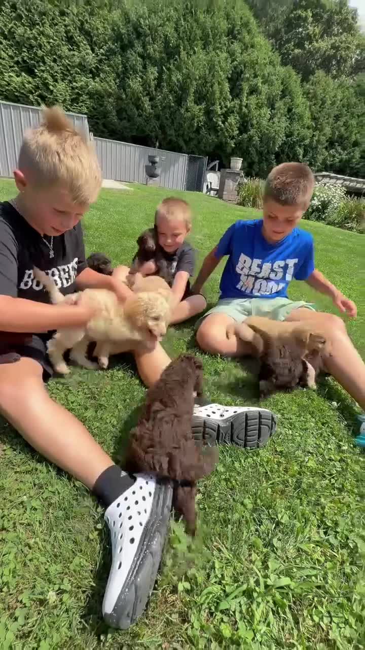 Australian Labradoodle dogs for sale: CCB4 - Video 5