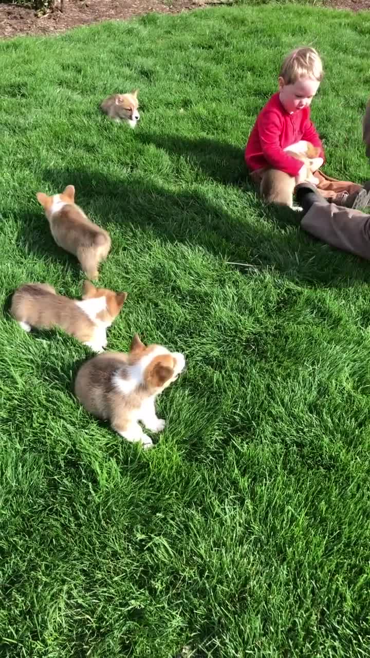 Welsh Corgi Pembroke dogs for sale: Jordan - Video 3