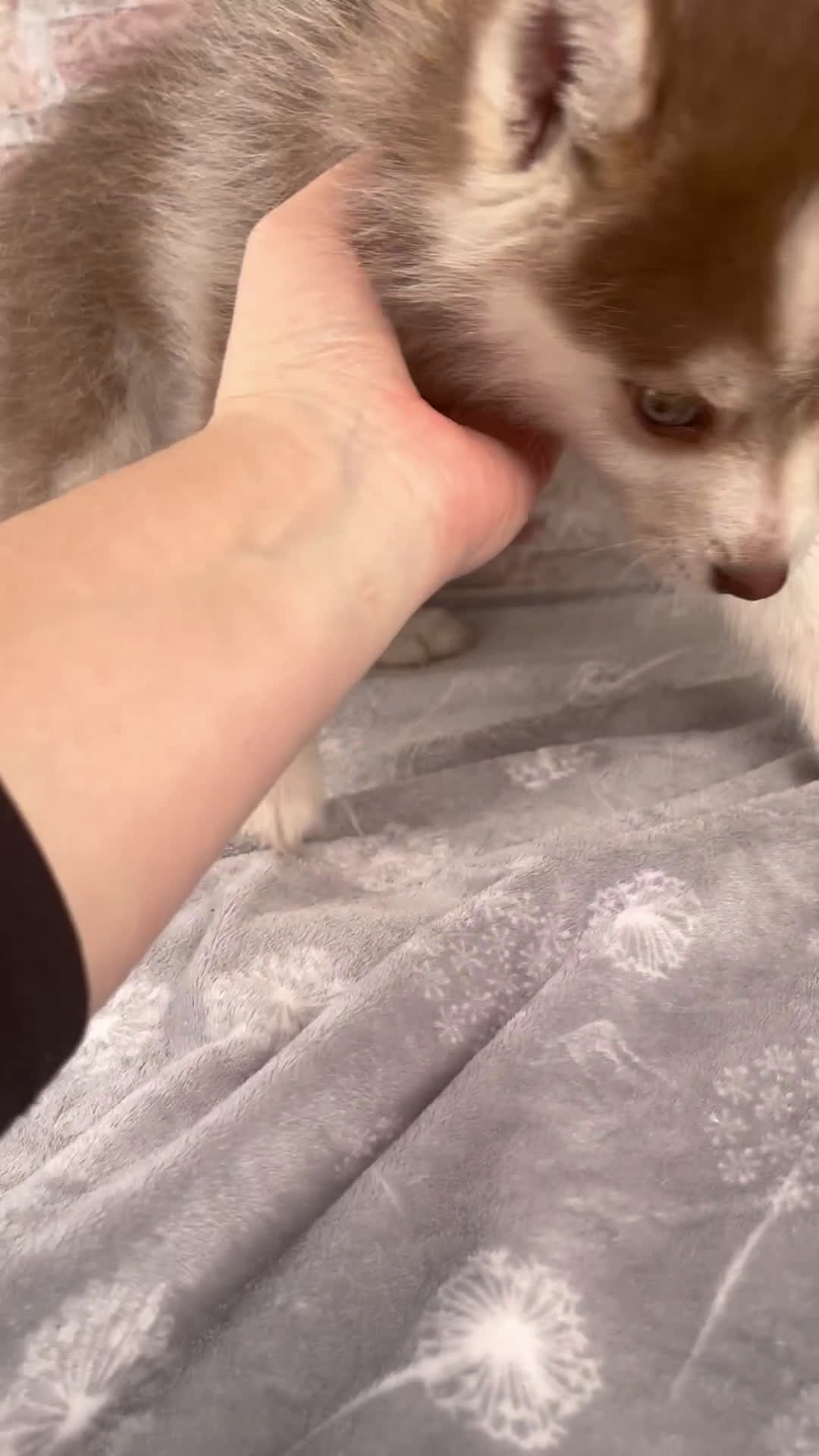 Pomsky dogs for sale: Genna - Video 1