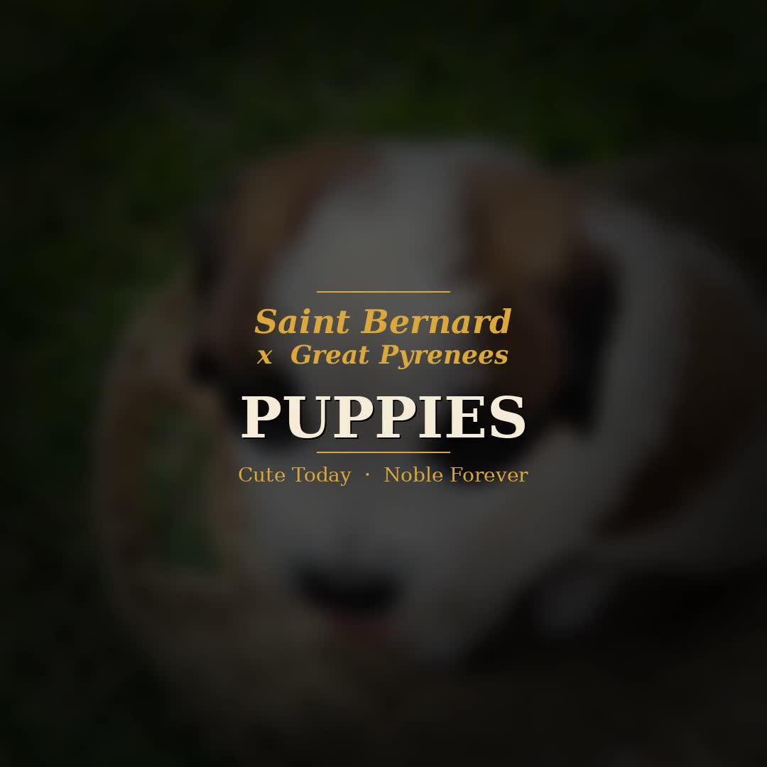 Mixed Breed dogs for sale: Saint Bernard Pyrenees mix Puppy 4 - Video 1