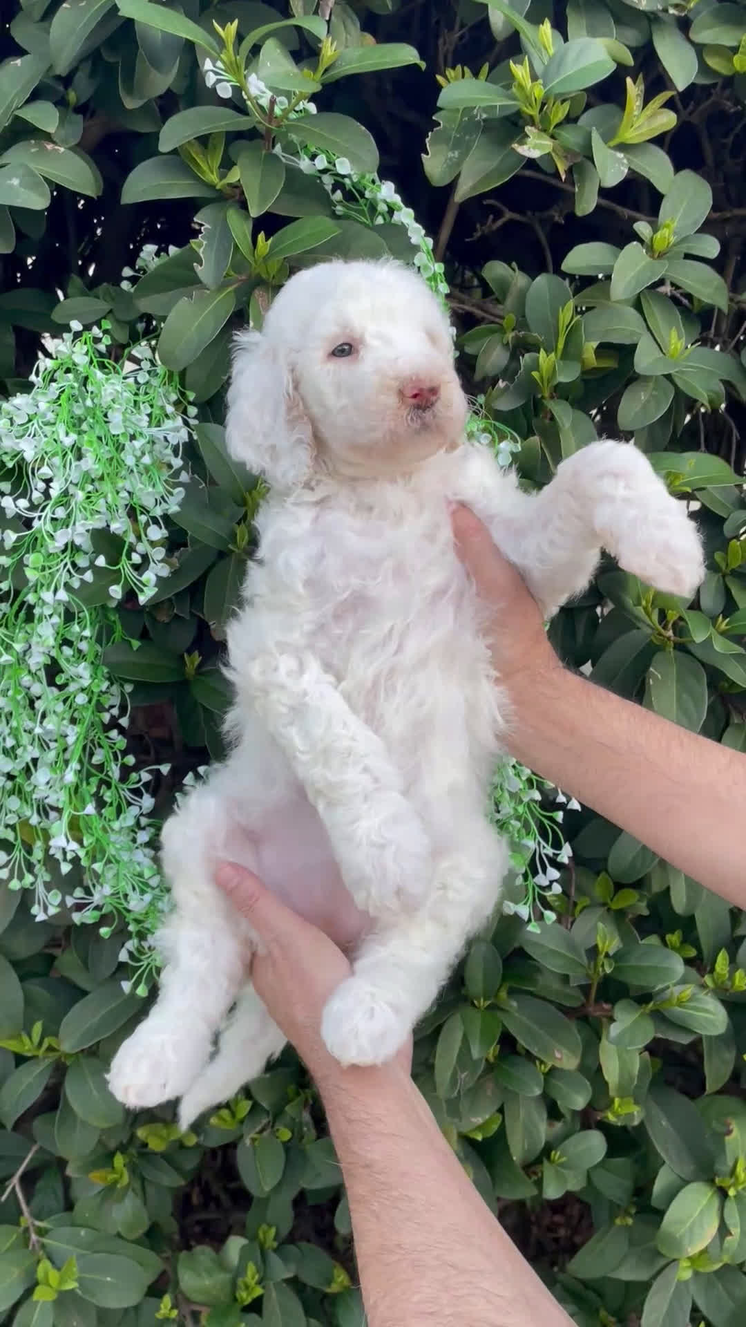 Goldendoodle dogs for sale: Cloe  - Video 1