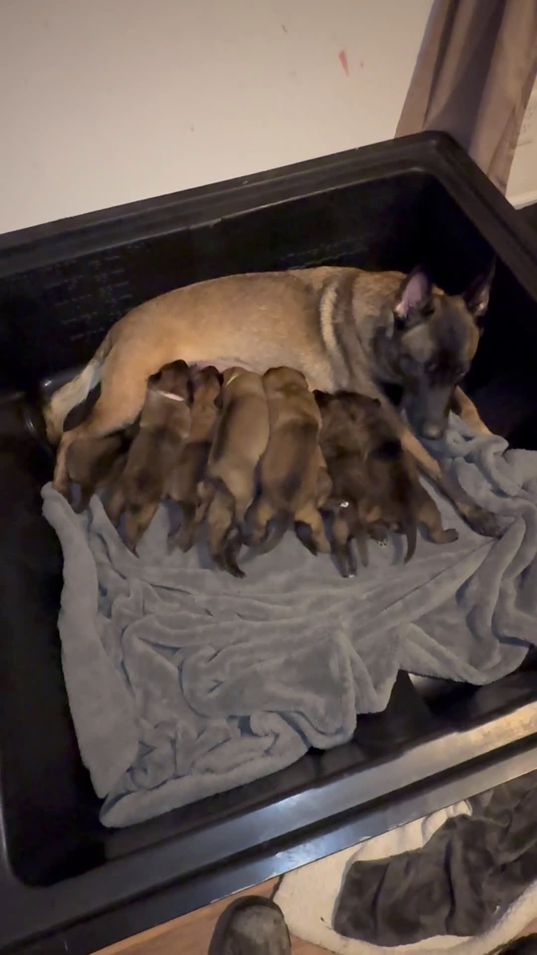 Belgian Malinois dogs for sale: Belgian Malinois Puppy 7 - Video 1