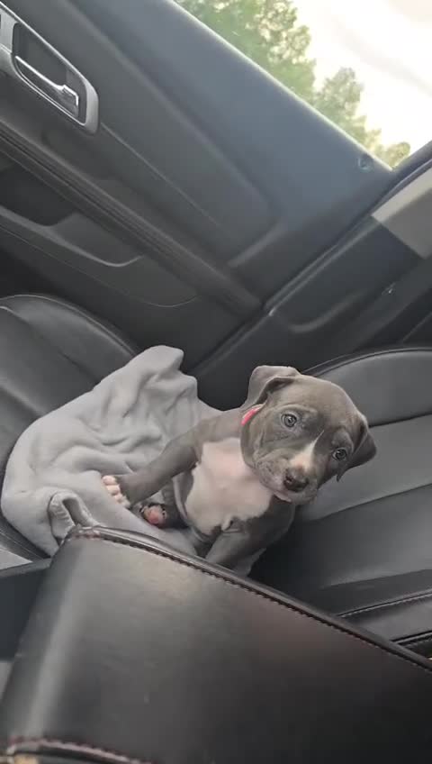 American Bully dogs for sale: Mileena - Video 1