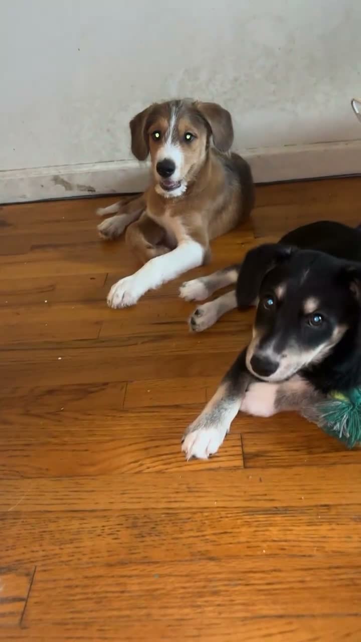 Mixed Breed dogs for sale: Chiquis - Video 1