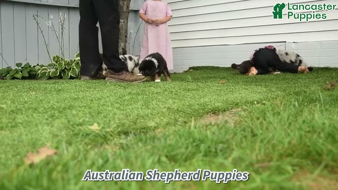 Australian Shepherd dogs for sale: Storm   - Video 1
