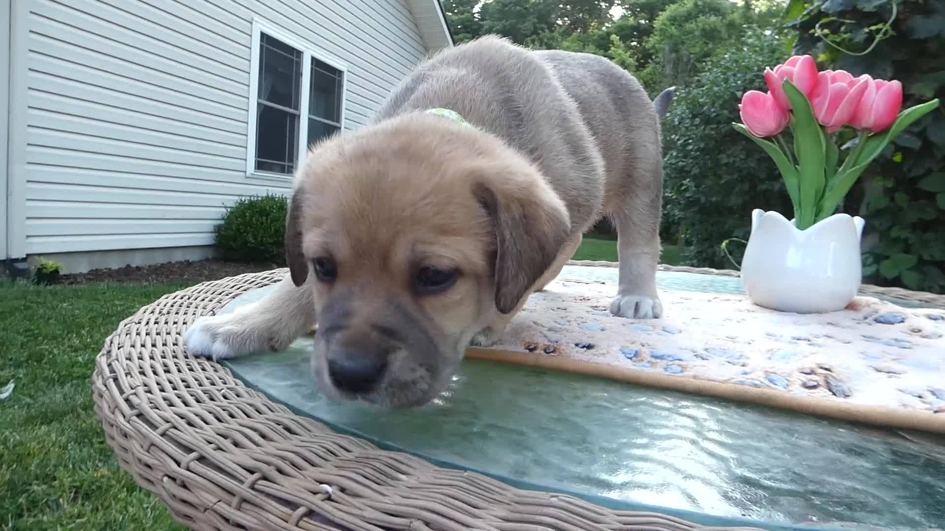 Cane Corso dogs for sale: Cane Corso Puppy 7 King - Video 1