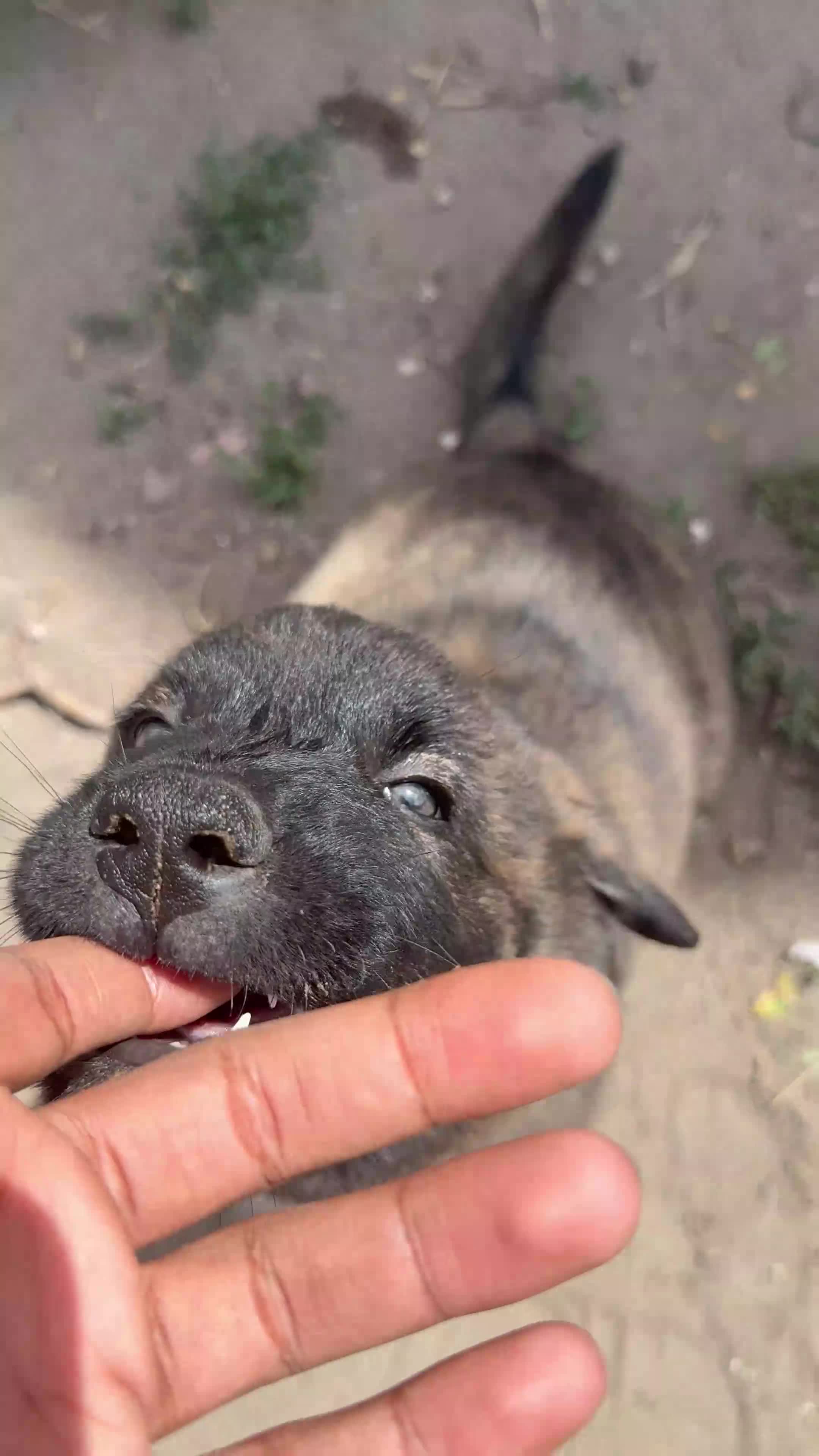 Mixed Breed dogs for sale: Fatman - Video 1