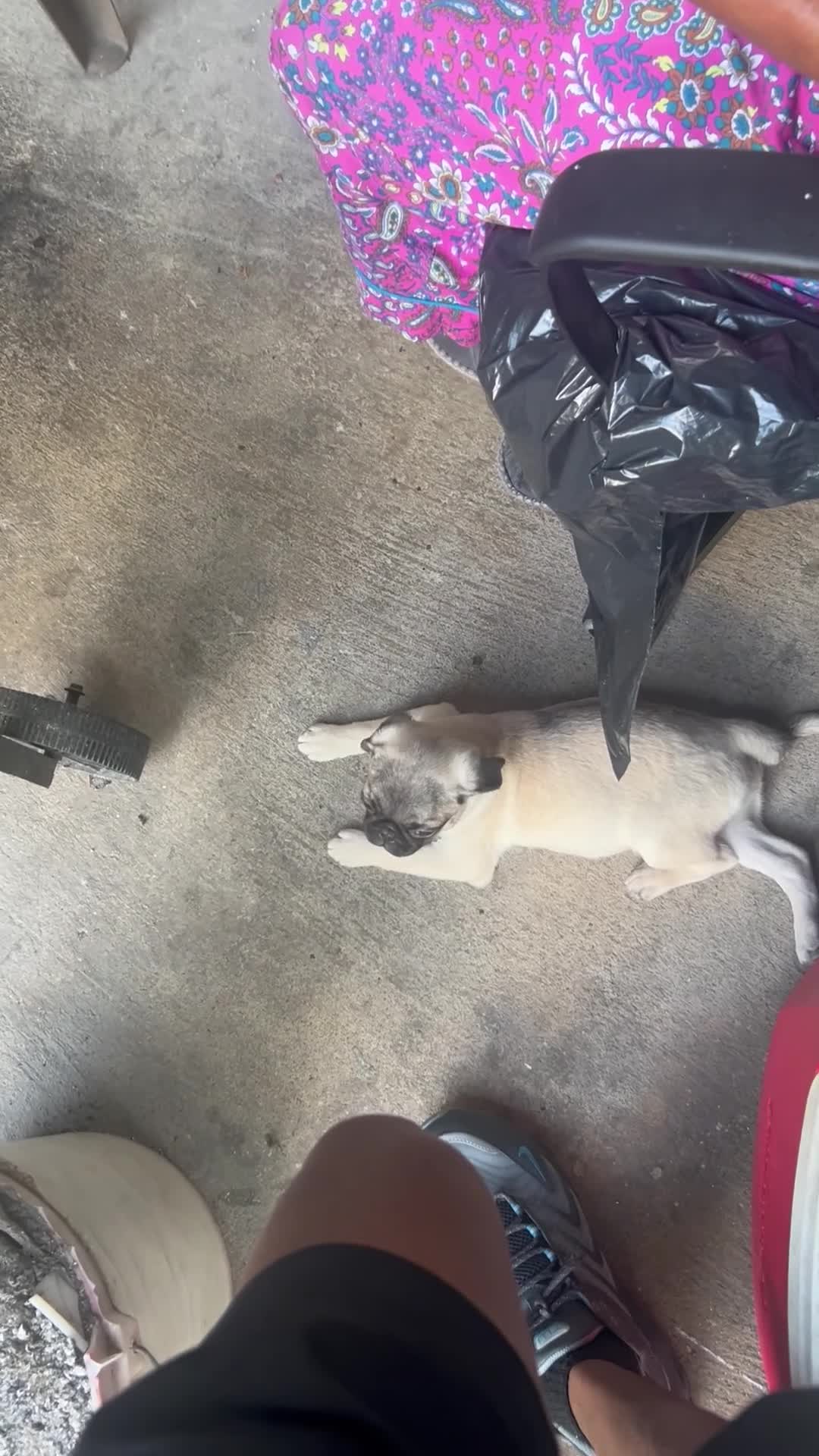 Pug dogs for sale: Pug Puppy 5 - Video 1