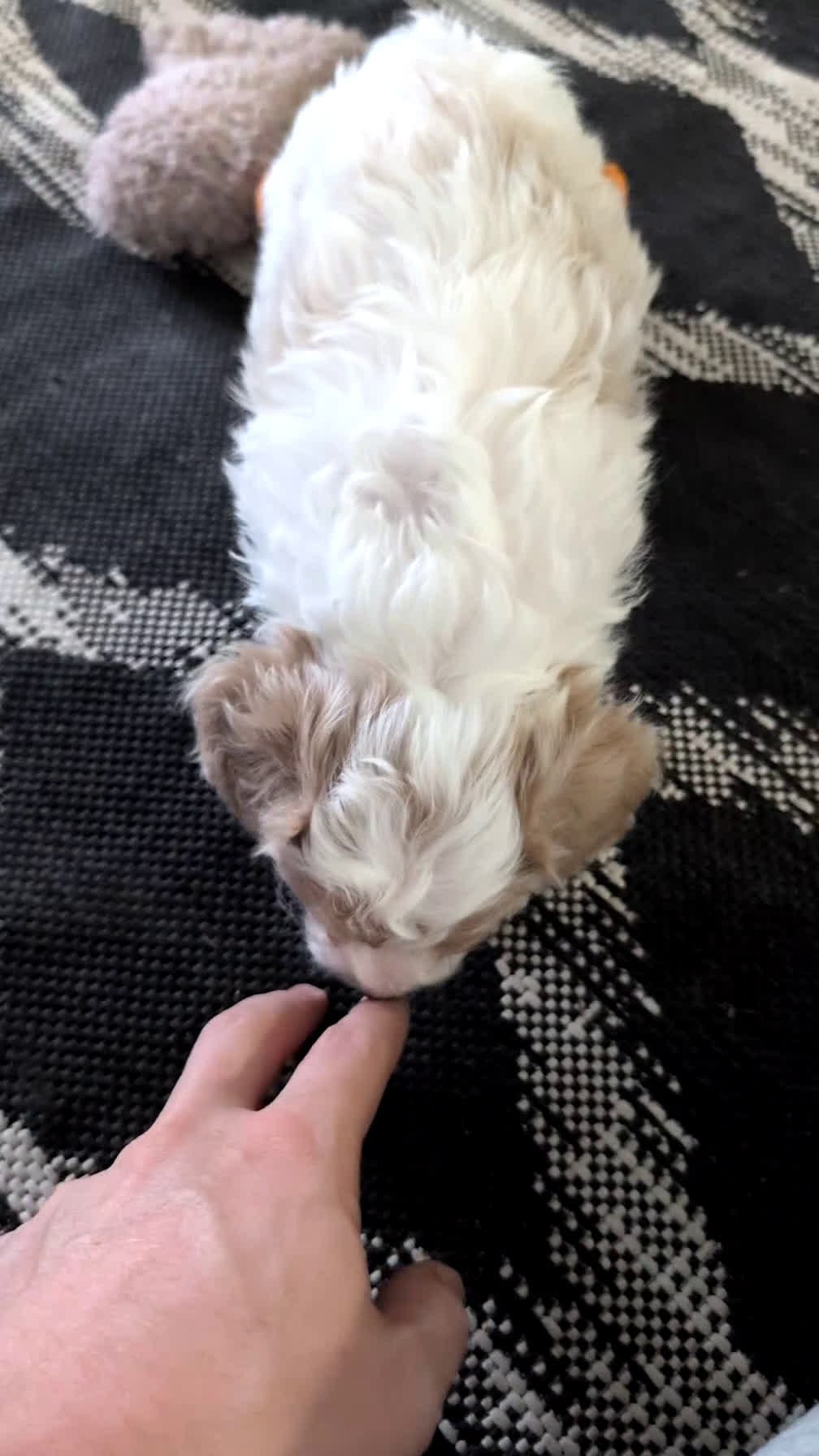 Cavapoo dogs for sale: Duke - Video 1