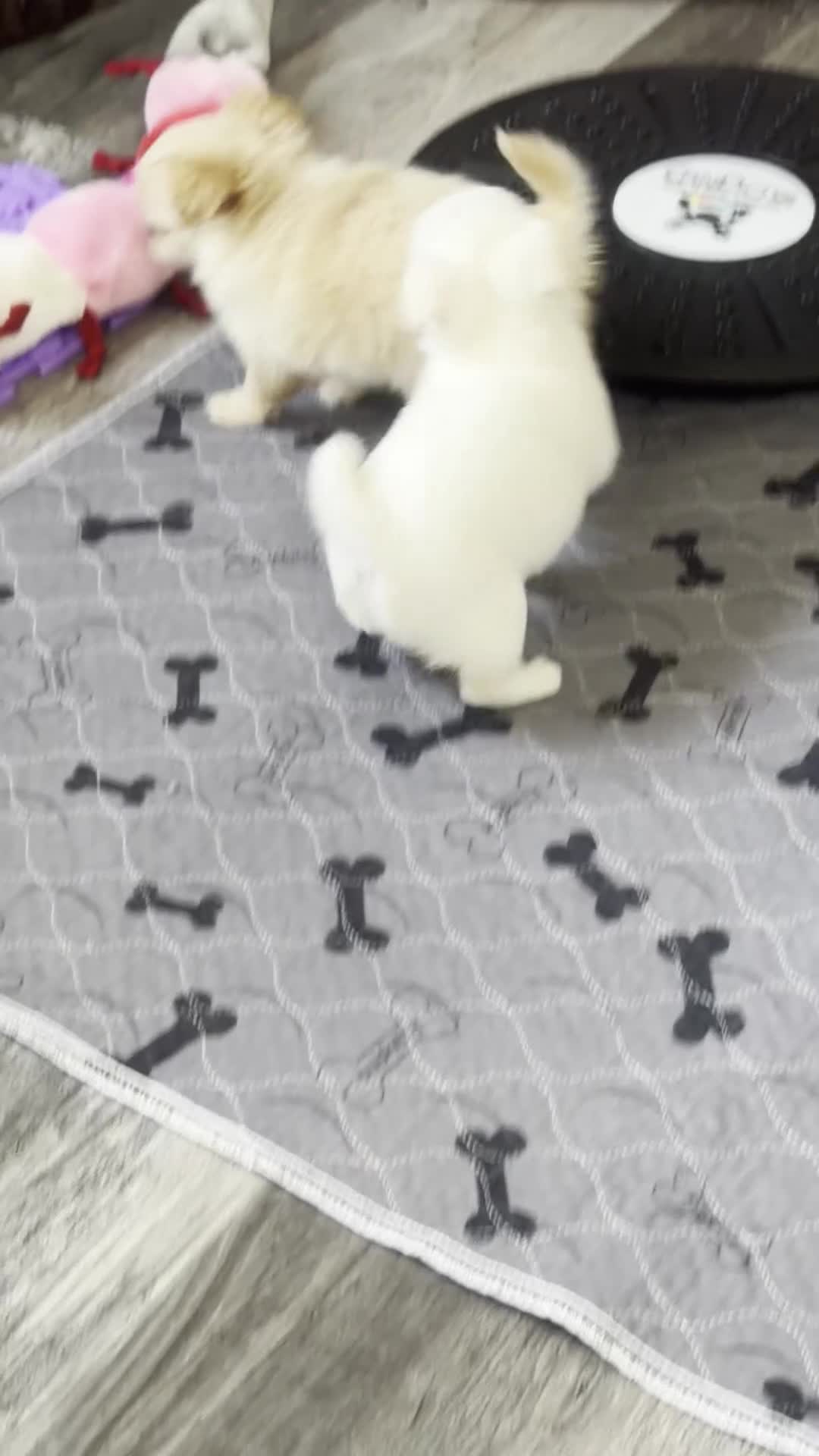 Chihuahua dogs for sale: Jerry - Video 1