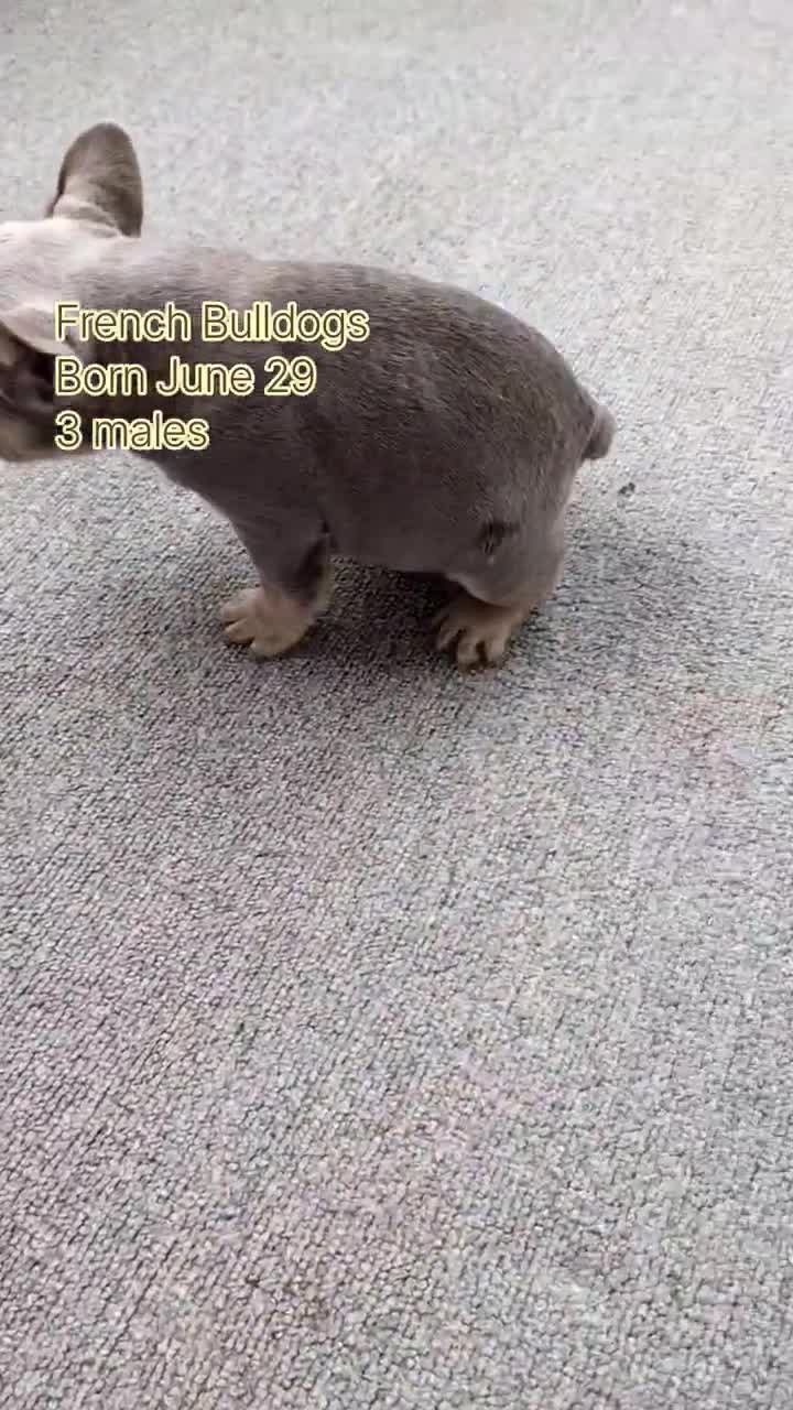 French Bulldog dogs for sale: Yoda - Video 3