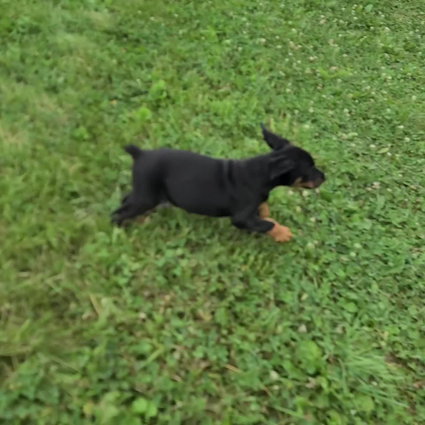 Doberman Pinscher dogs for sale: Buster - Video 2