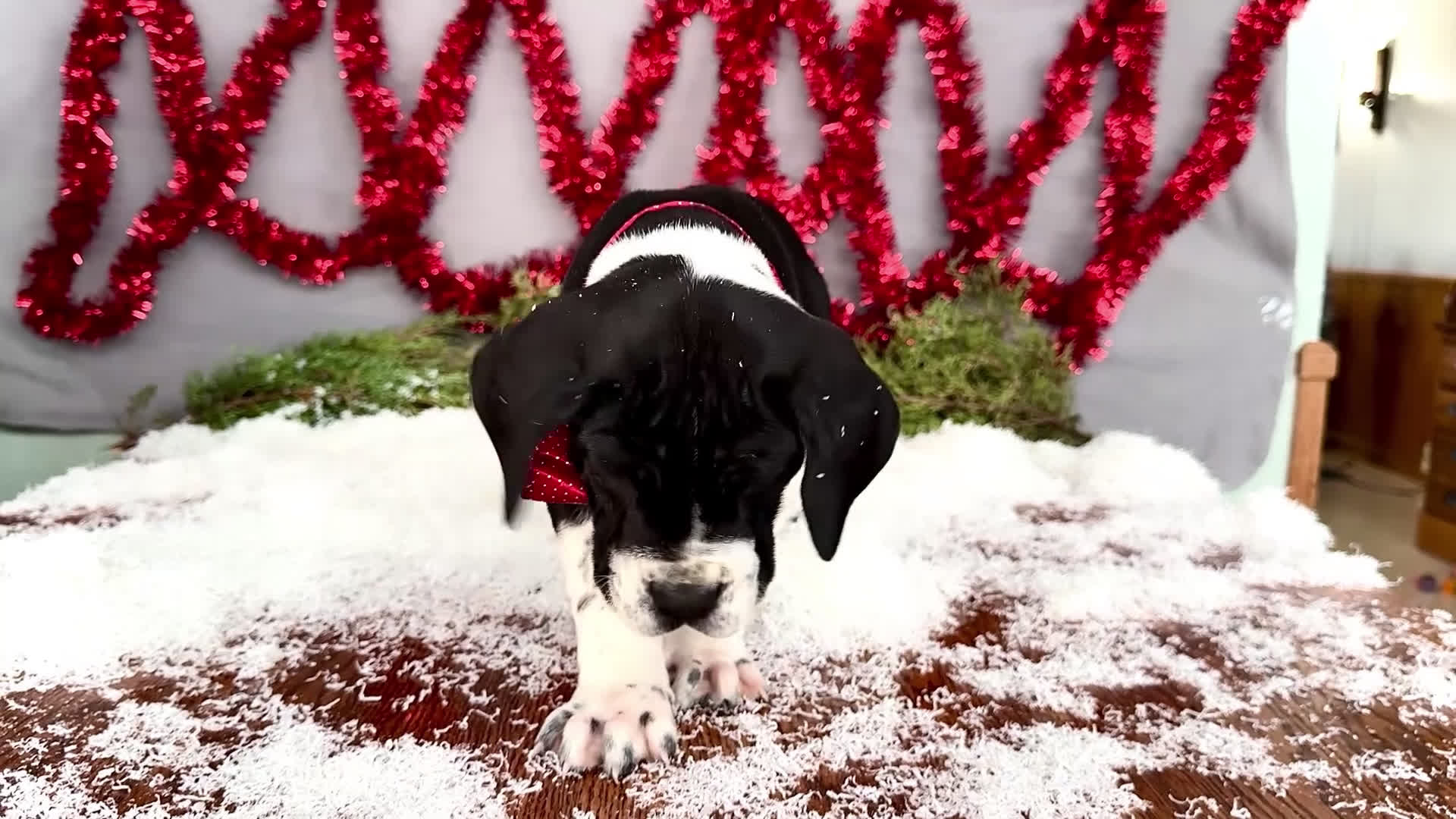 Great Dane dogs for sale: Cookie - Video 3