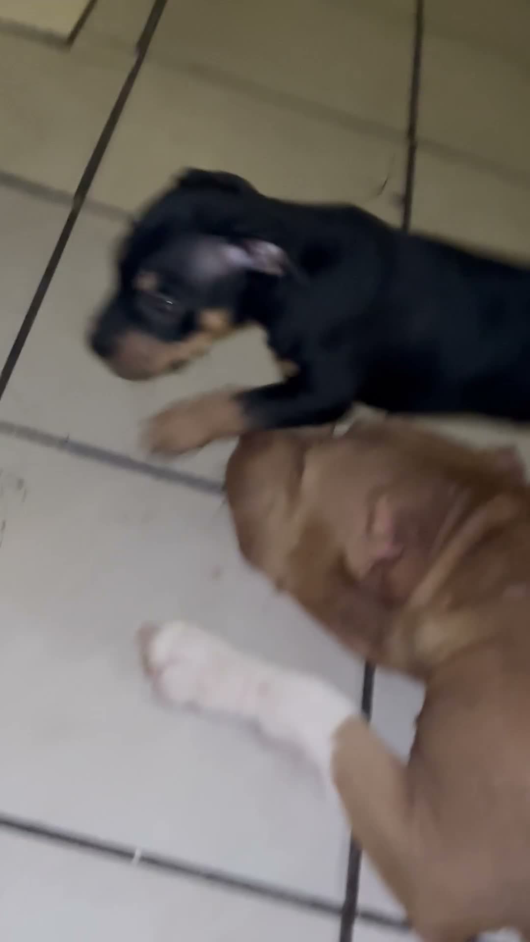 American Bully dogs for sale:  1 - Video 3