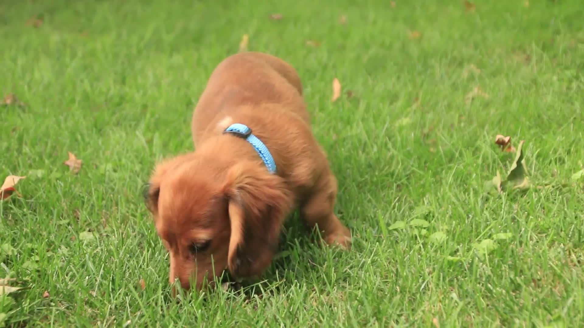 Miniature Dachshund dogs for sale: Asher Miniature Dachshund - Video 2