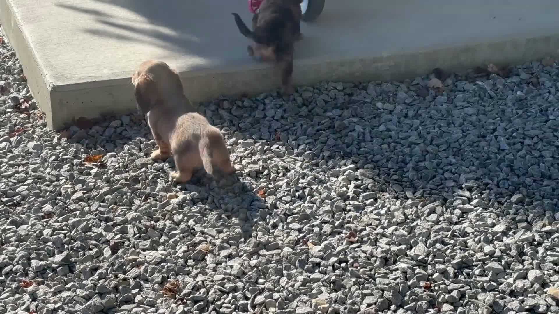 Miniature Dachshund dogs for sale: Ron - Video 2