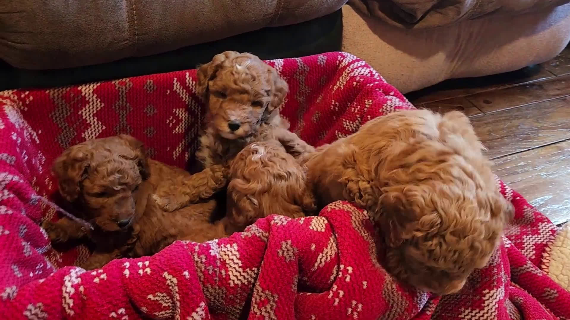 Mini Goldendoodle dogs for sale: Bruno - Video 2