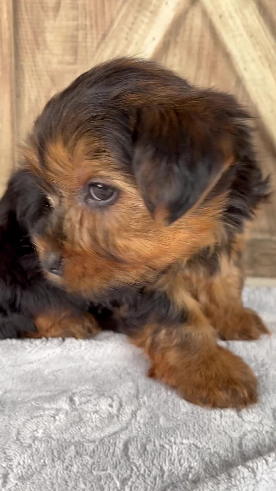 Yorkshire Terrier dogs for sale: Frankin - Video 1