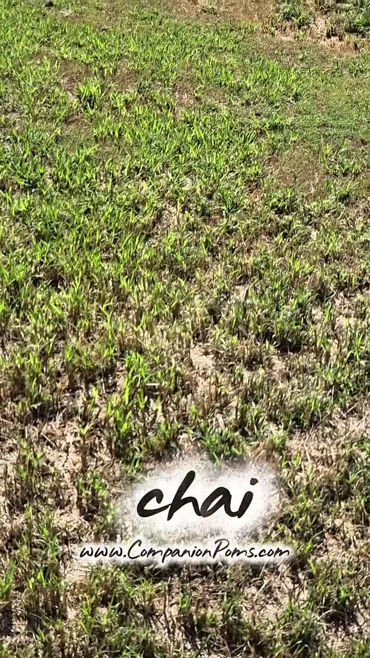 Pomeranian dogs for sale: Chai - Tiny Pom Boy - CH lines - See Video! - Video 2